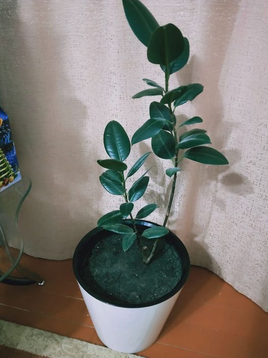 Продам цветок фикус