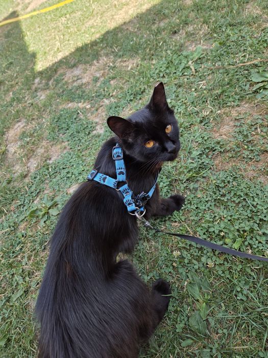 Donez pisici pentru cei iubesc animalute de companie