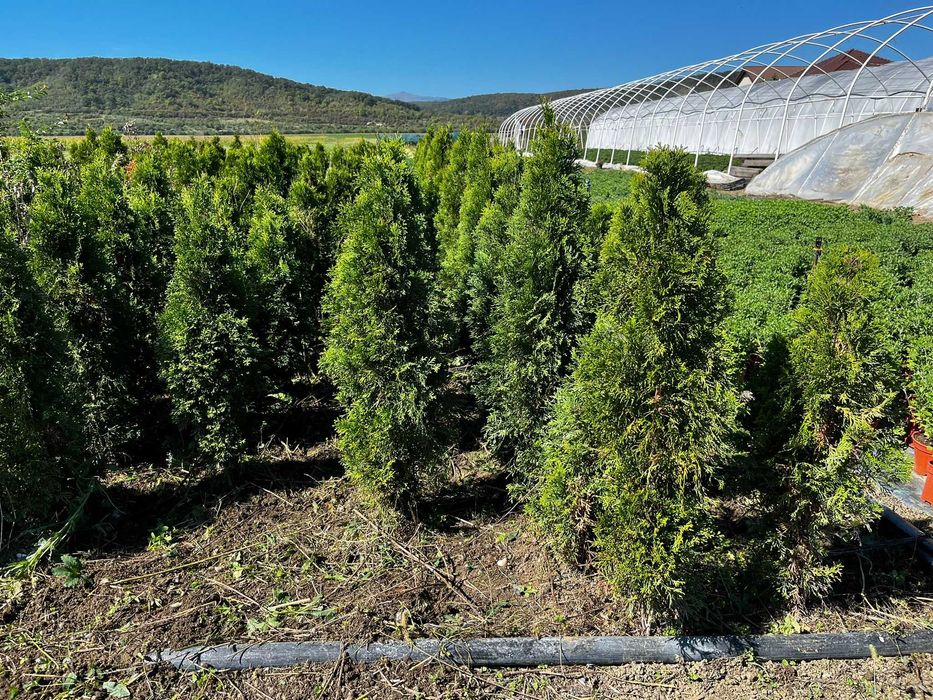 Vând tuia smaragd 100-120 cm