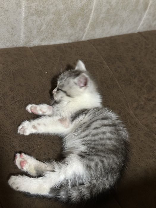 Mushuk zottor bolasi toza o'ynashadi oqat talamidi chiroyli