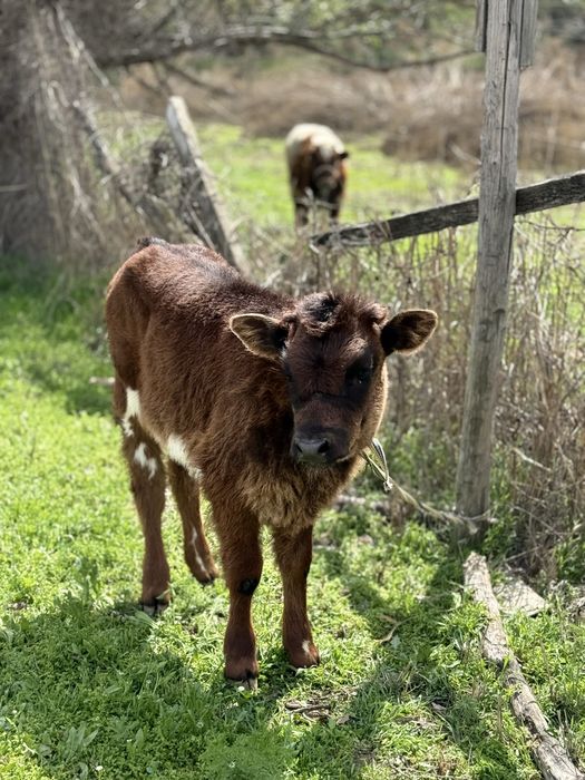 Сүтті бұзаулы сиыр