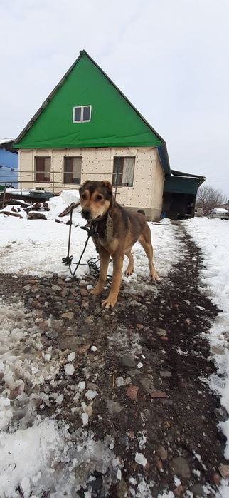 Продам щенок САО Төбет