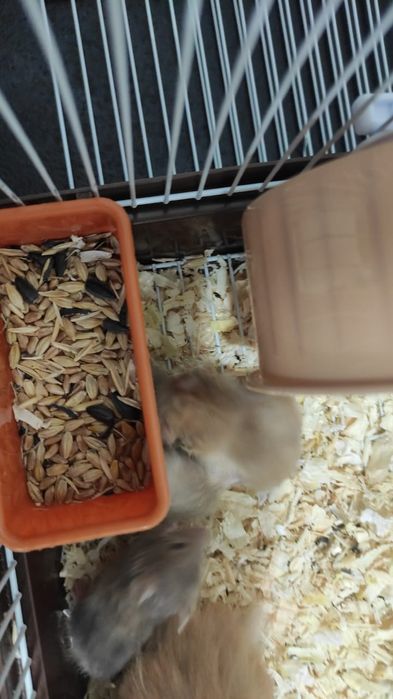 Отдам даром хомячков