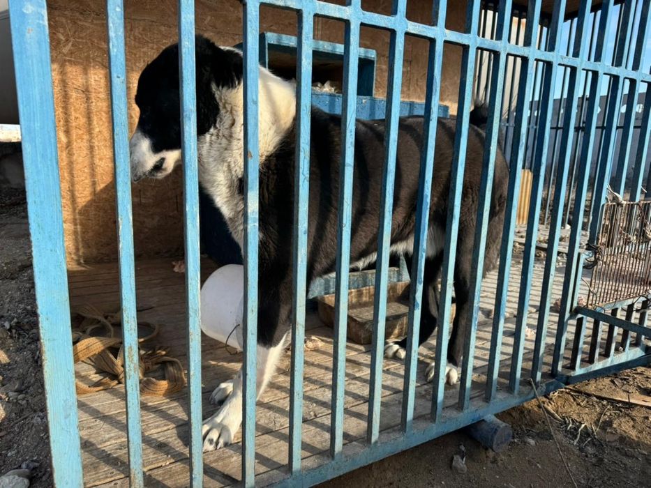 Алабай 1 год