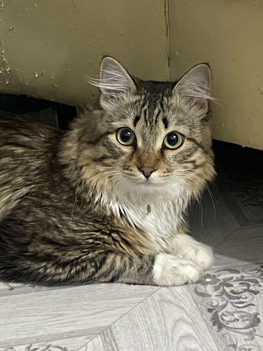 Срочно котенок ищет дом