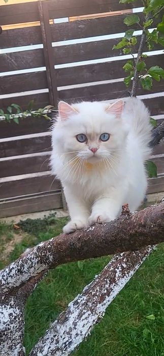 Fetita British longhair cu ochi albastri superba - pedigree, teste genetice negative