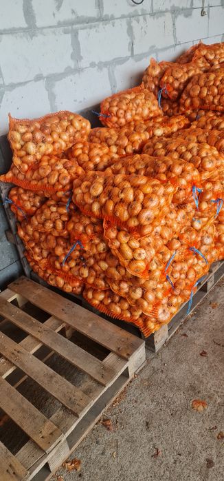 Vând  ceapă Stuttgart