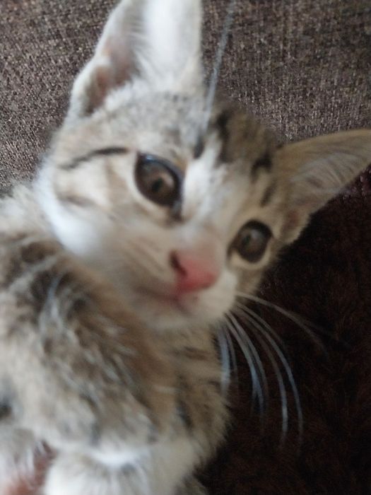 2 oylik mushukchalar sotiladi.    Продаются котенки 2 месячные.