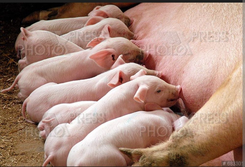 Поросята  круглый год