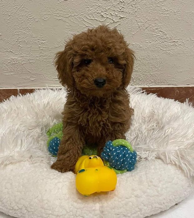 Puiut Pudel/Caniche red toy