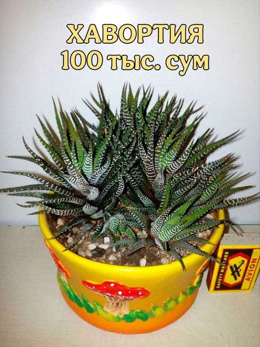 Комнатные цветы .