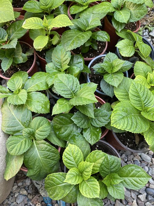 Гортензия кўчатлари 50 минг