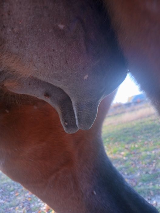 Анальды порно үшін дилдо