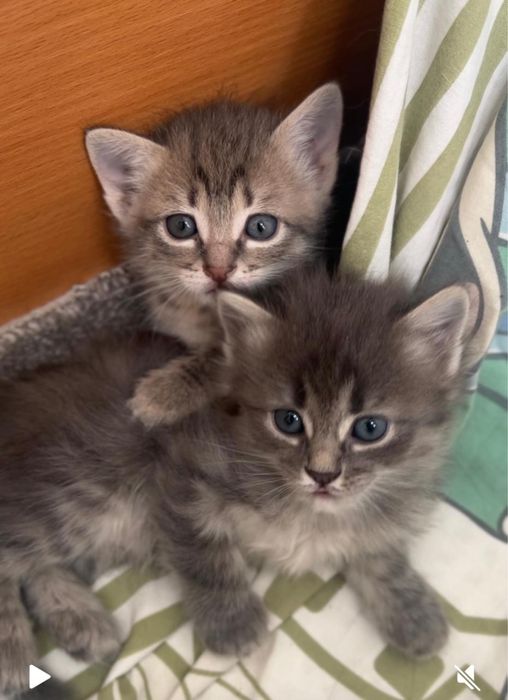 Котята в хорошие руки