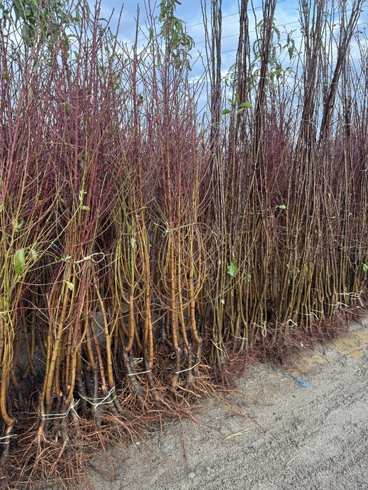 Разсадник Монтана - овошки дръвчета храсти лози