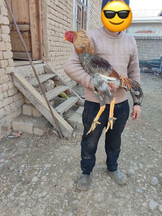 Harhil zotdan bor tuhumi sotiladi zoti