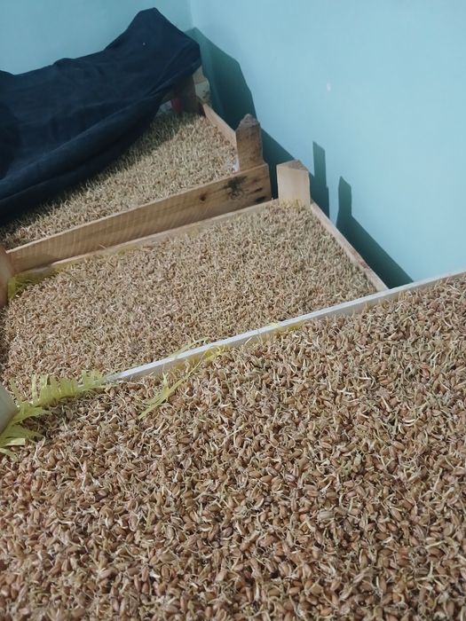 Sumalak va undirilgan bugʻdoy sotamiz...