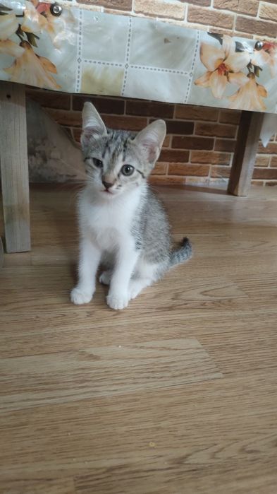 Отдам котят в добрые руки