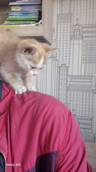 Отдам котенка мальчика 1мес