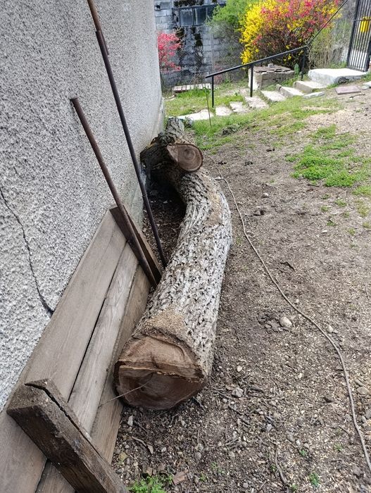 Орех за дървен материал