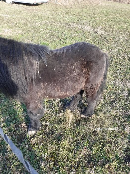 Vând un ponei armăsar