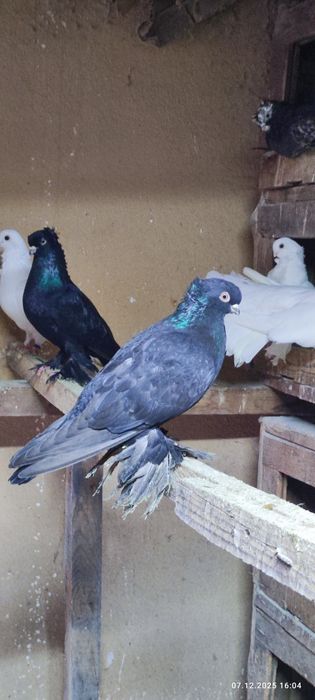Продаются голуби по 200т.