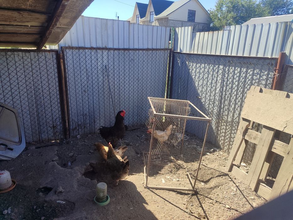 Продам домашних курей