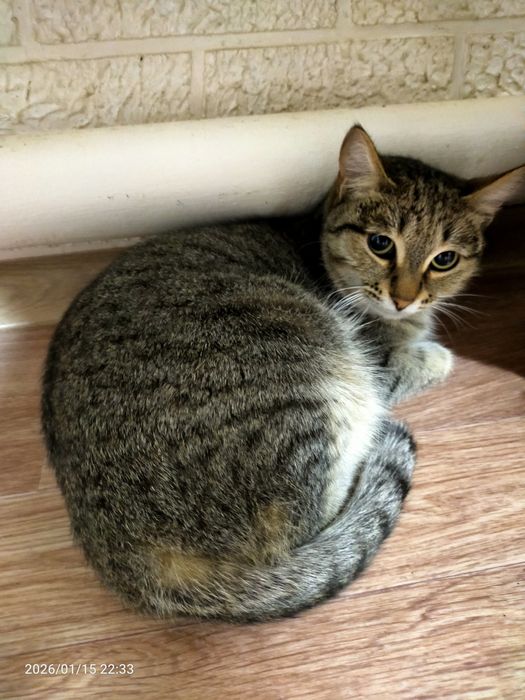 Срочно нужен дом