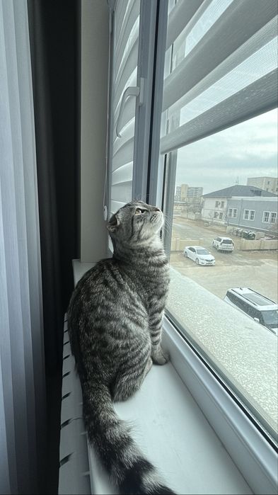 Шотландский кот пародисты