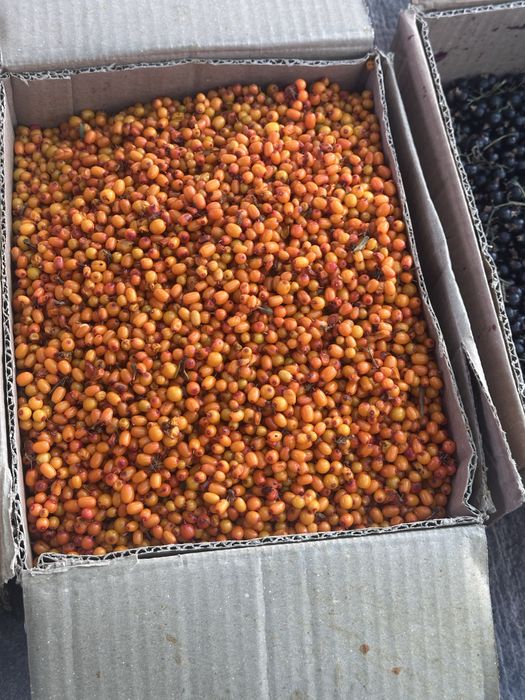 Облепиха | Симародина