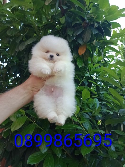 Бял мини Померан!