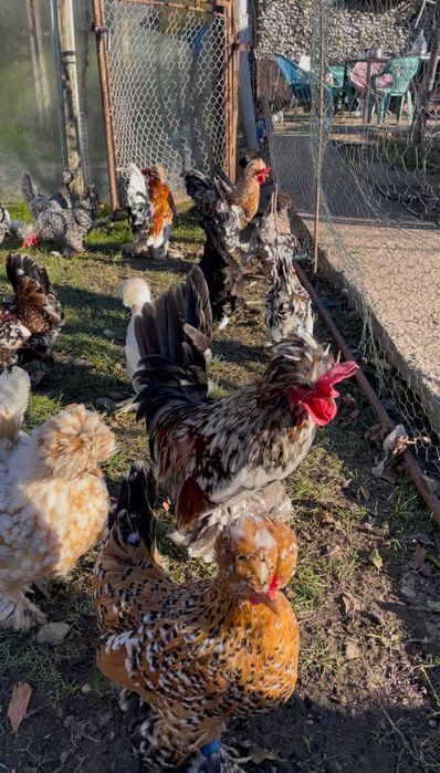 Oua incubat Bregova / pitice motate incaltate