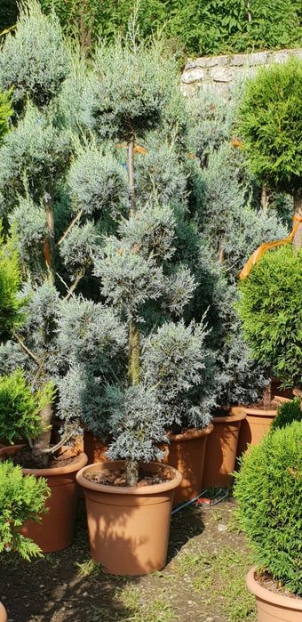 Pon pon,cu transport