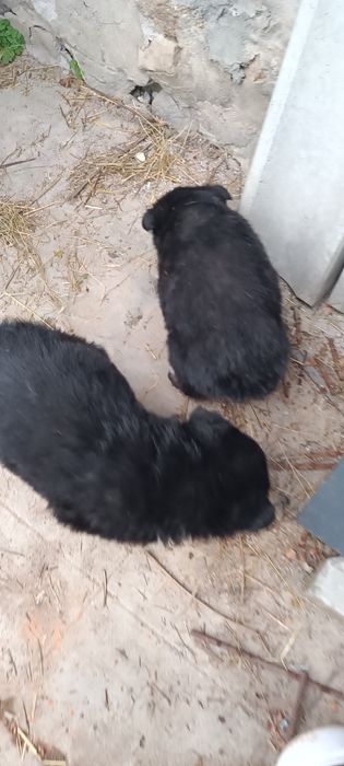 Donez catei (nu caine)