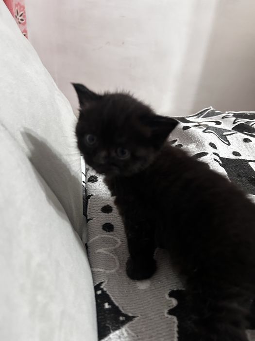 Котенок в добрые руки