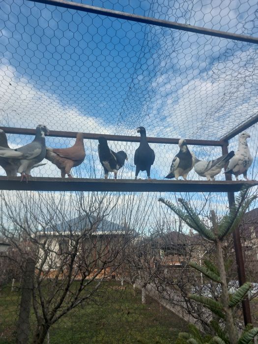 De vânzare voiajori  germani