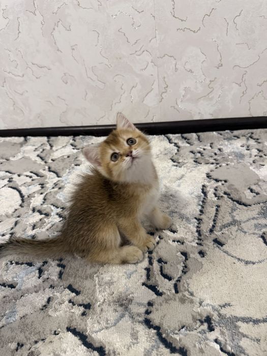 Чистокровные породистые котята