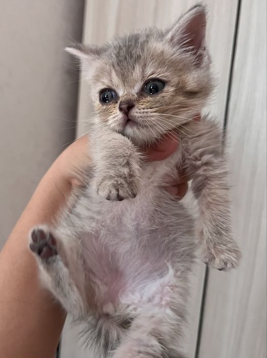 Шотландские котята