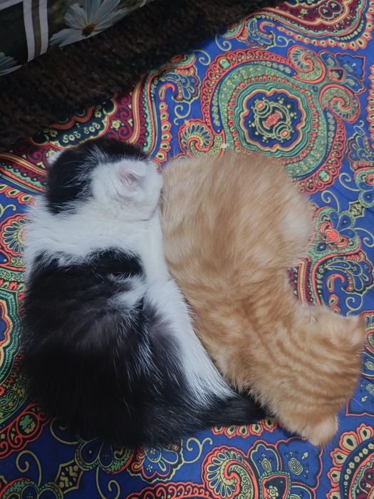 Mushuk bolalari 2 oylik