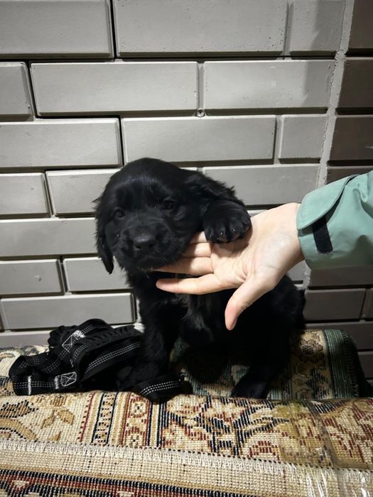 Продаю щенка черного