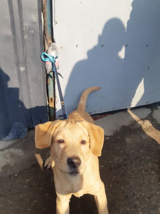 Тозза Лабрадор 3 ойлик