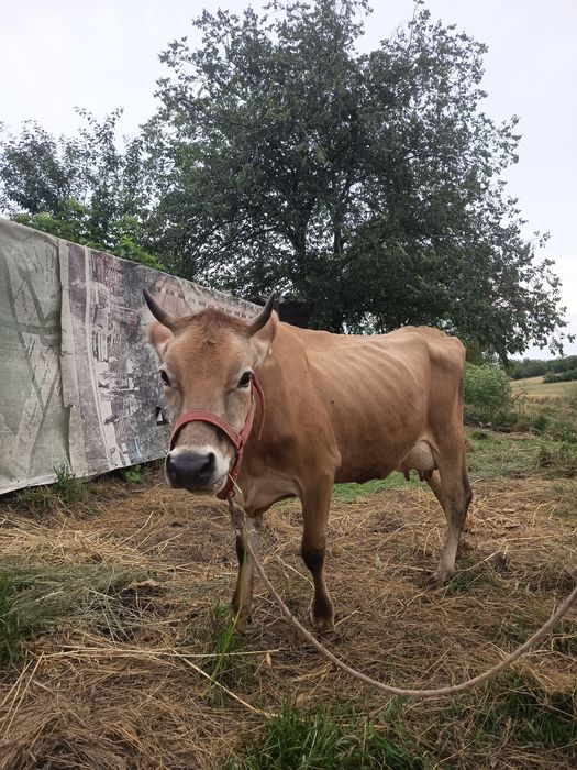 De vânzare vițică Jersey