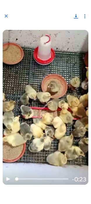 Boboci de gâscă românești și leșești