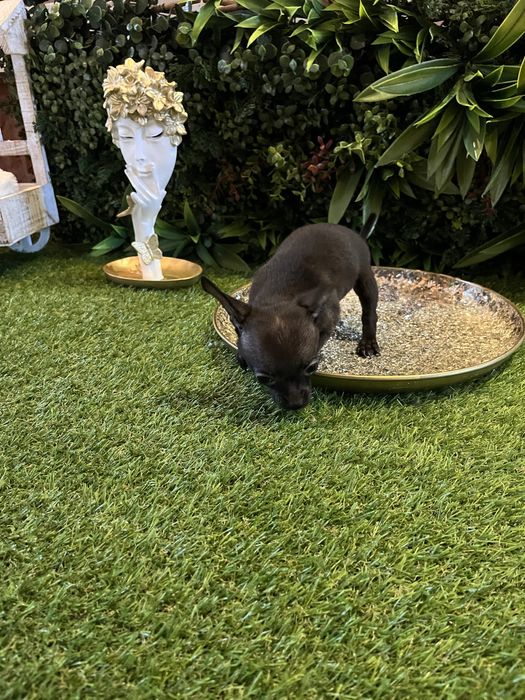 Baietel Chihuahua mini