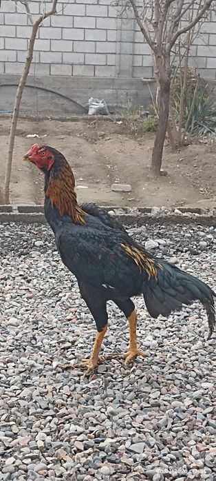 Шамо  shamo yaponiya июл яқинда қичқирди