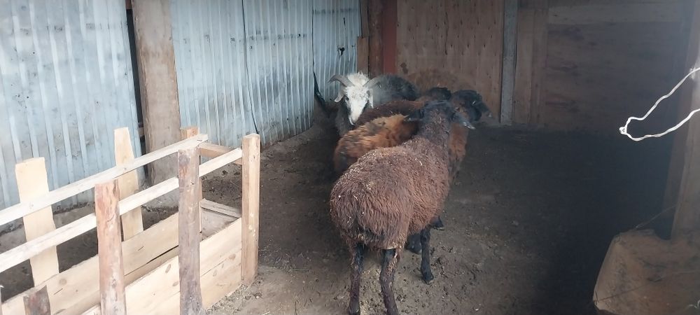 Тоқтылар сатылады