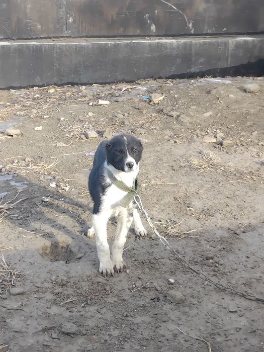Ассалаумағалейкум күшік  сатылады 3айдан аскан ұргашы