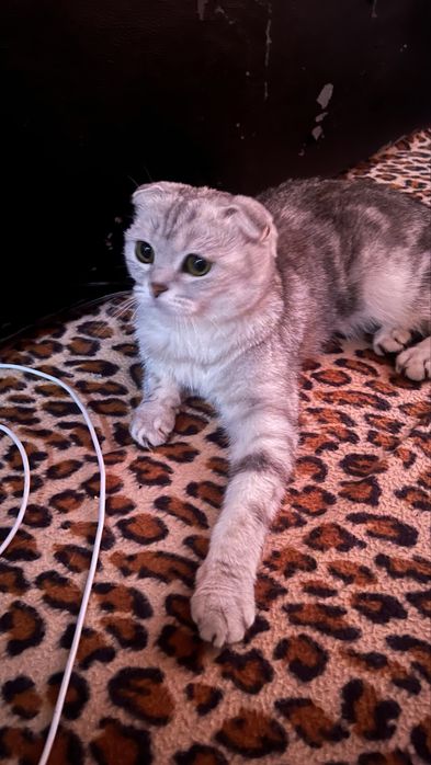 Кошка вислоухая шотландская