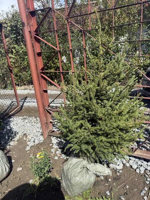 Продам Сибирскую Ель