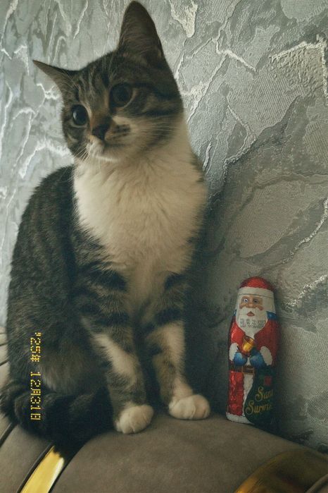 кошечка  девочка